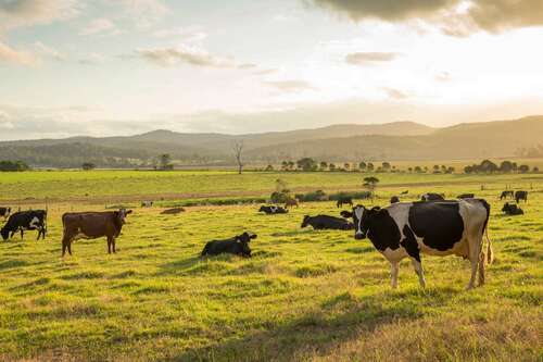 Cows in a green pasture