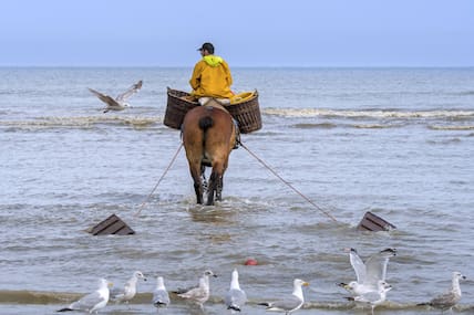 Die Tradition der berittenen Fischerei wird in Oostduinkerke lebendig gehalten.