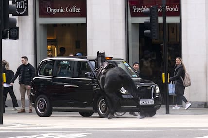 Das schwarze Pferd kollidiert mit einem Londoner Taxi.