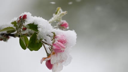 Schnee liegt auf den Blüten eines Apfelbaums.