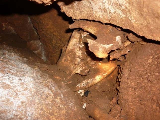 The kangaroo’s skull as first seen inside the cave. 