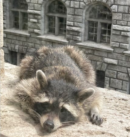 Ein zutraulicher Waschbär schaut neugierig in ein Büro der Stadtverwaltung Leipzig. Tierschützer warnen: Auch wenn die Tiere noch so zutraulich sind, dürfen sie nicht gefüttert werden.