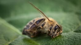 Macro image of a dead bee on a leaf from a hive in decline, plagued by the Colony collapse disorder and other diseases