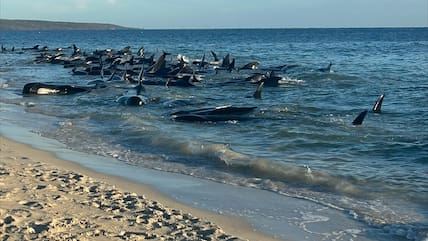 Eine Massenstrandung von Walen in Toby's Inlet in Westaustralien