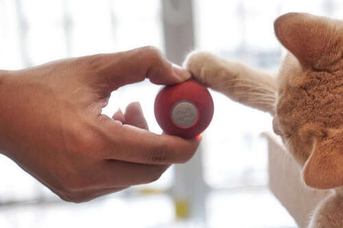 Interactive Cat Toy