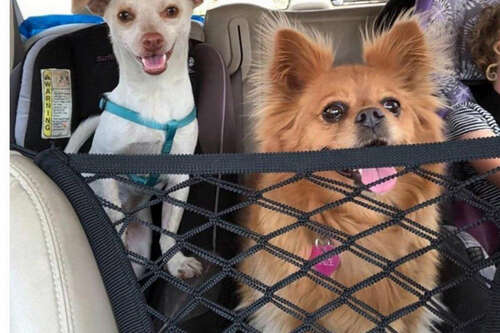 Car safety net for pets