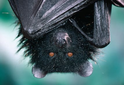 Über Kopf hängende, schwarze Livingstone-Fledermaus auf den Komoren