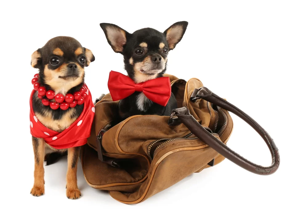 Designer Pet Products