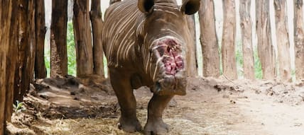 Nashorn in Südafrika: Opfer von Wilderern und Jagdtrophäen-Sammlern.