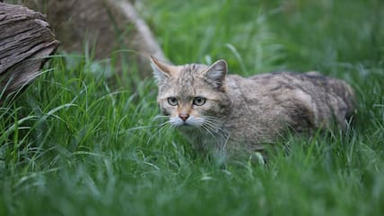 Wildkatzen sehen Hauskatzen ähnlich, sind aber nur entfernt mit ihnen verwandt.