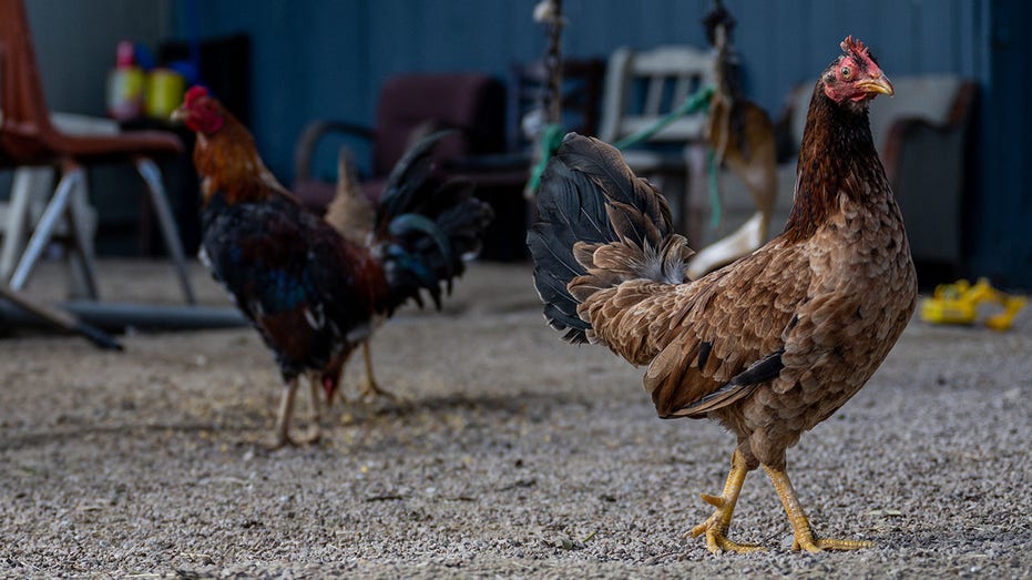 Roosters in Texas