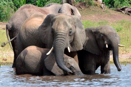 Elefanten trinken Wasser im Chobe-Nationalpark in Botsuana. In dem südafrikanischen Land herrscht nach Angaben von Botsuanas Präsident eine Überpopulation von Elefanten.