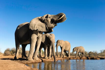 In der Trockenzeit lassen sich in Botswana viele wilde Tiere an Wasserlöchern beobachten.