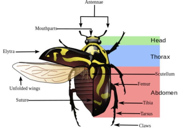 Despite their kaleidoscopic variety, most beetles share the same three-part body plan. The insects’ ability to fold their flight wings, origami-like, under protective forewings called elytra allows beetles to squeeze into rocky crevices and burrow inside trees. Beetles’ knack for thriving in a large range of microhabitats could also help explain their abundance of species, scientists say.