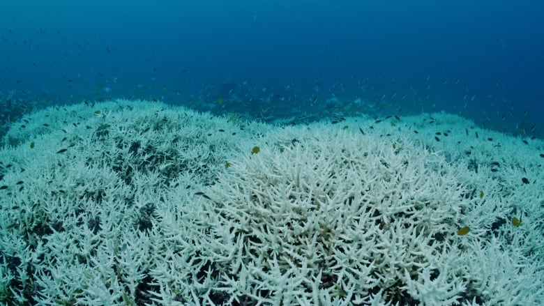 A wide swath of bleached coral observed 10 metres deep in the southern Great Barrier Reef. 