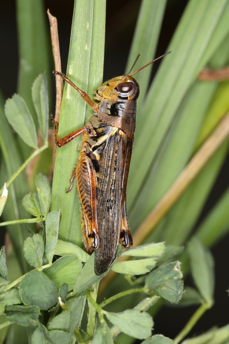 A close-up view of a yellow and brown grasshopper hanging onto a stalk of grass.