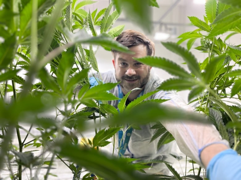 a photo of Chris Crosbie, peering through cannabis leaves.