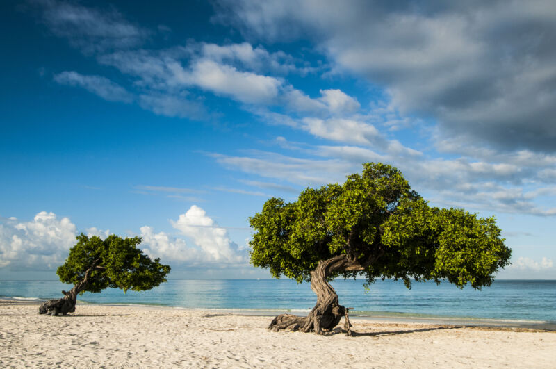 Aruba Divi Divi trees