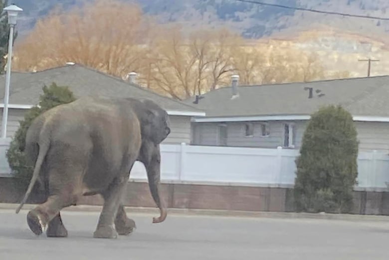 An elephant walks down a residential street