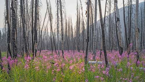 fireweed