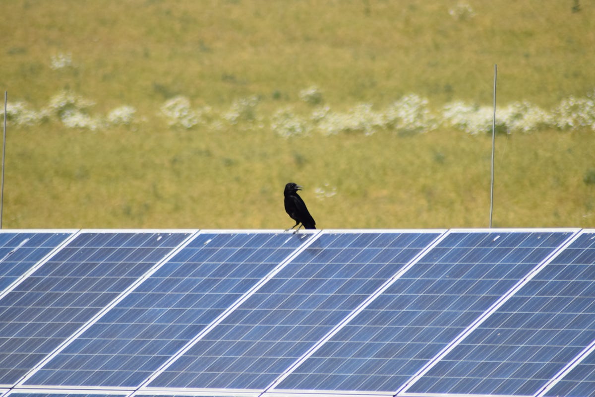 A raven sitting on solar panels in a field.