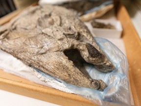 A spike-tooth salmon fossil is shown on display at the University of Oregon in this handout image. About five million years ago, the largest salmon known to have lived migrated through the coastal waters of the Pacific Northwest, and a new paper uses revelations from fossil discoveries to reimagine and rename the great fish.