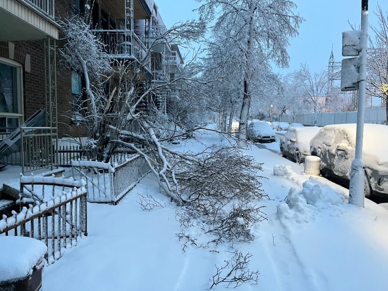 A tree full of snow on the ground. 