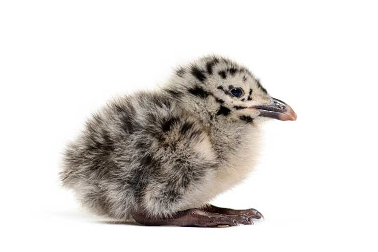 Twenty-four hours chick, European Herring Gull, Larus argentatus,