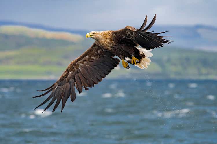 white tailed eagle