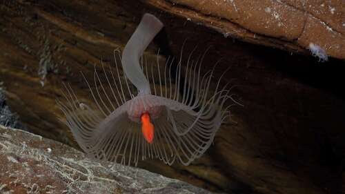 A hydroid living on the northern flank of Rapa Nui (Easter Island).