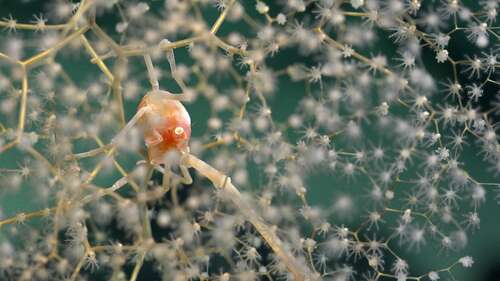 A squat lobster amid Chrysogorgia coral along the flank of an uninhabited island in the Salas y Gómez Ridge.