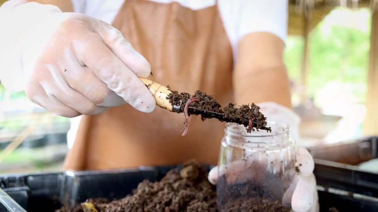 Earthworms on shovel in gardener hand,