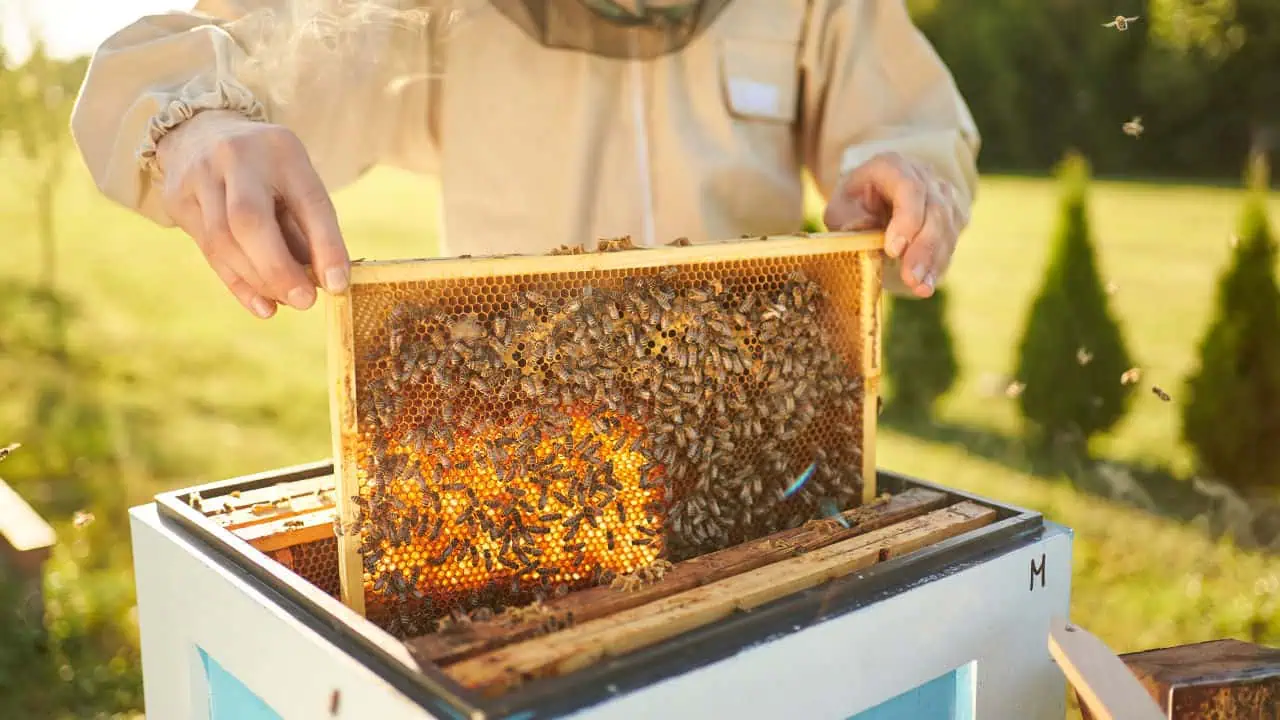 Beekeeper removing honeycomb from beehive.