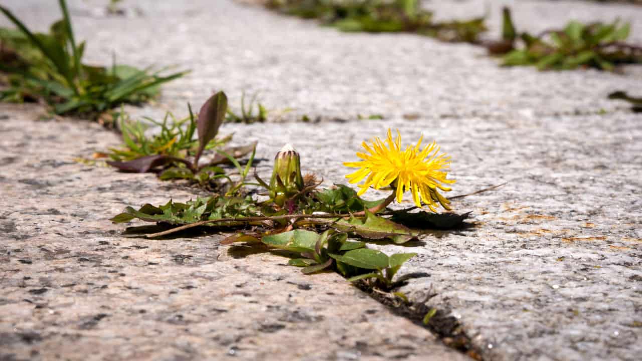 photo shows some weeds growing on a courtyard (dandelion and grass)