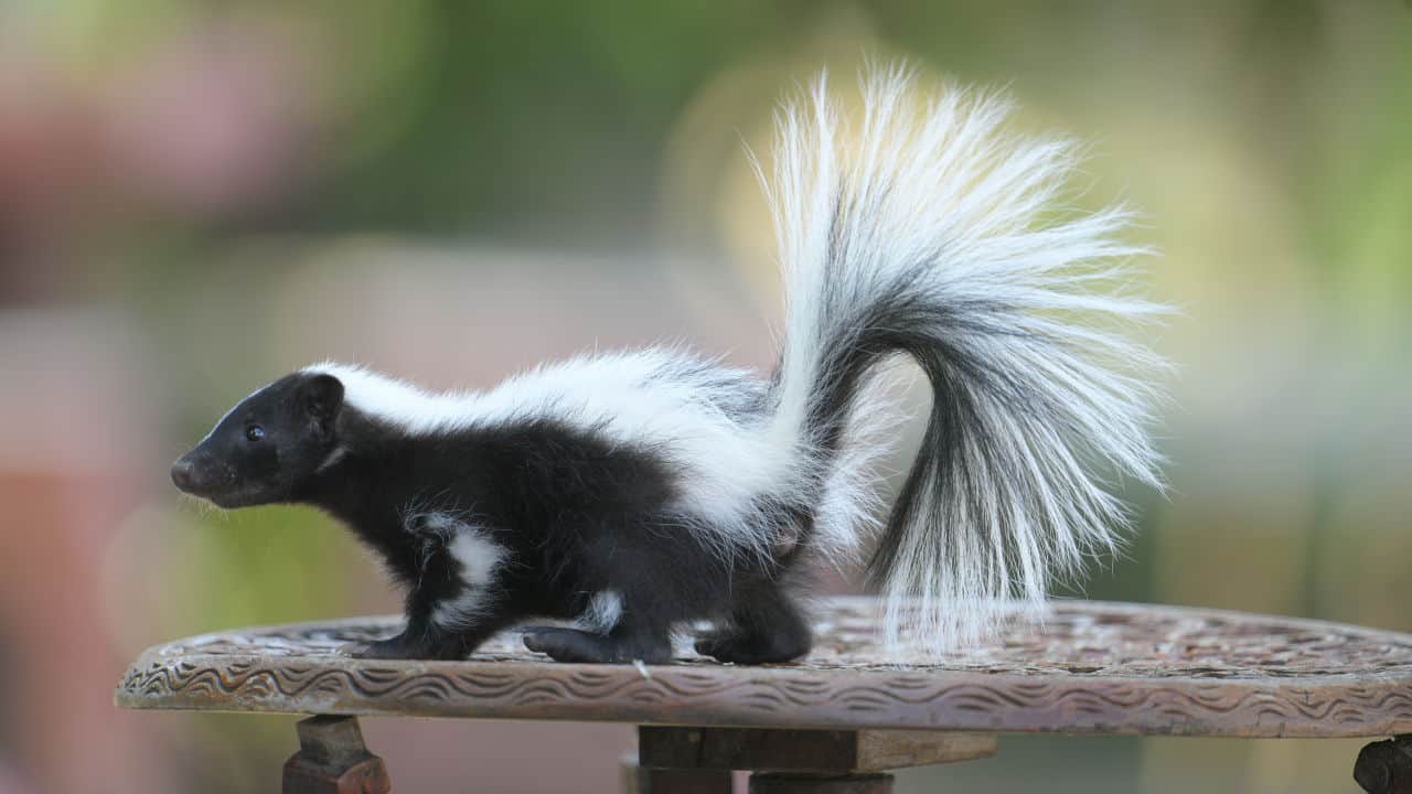 skunk