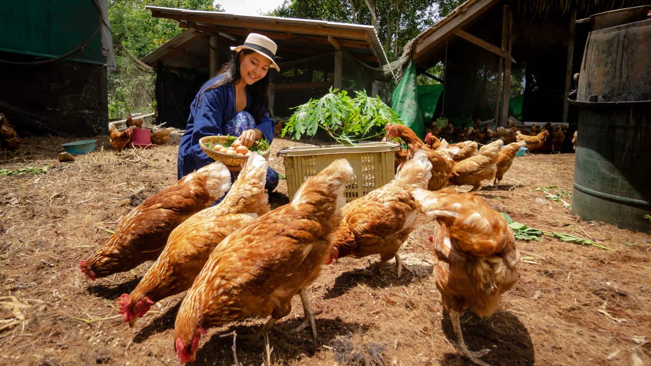 Gardner with chickens