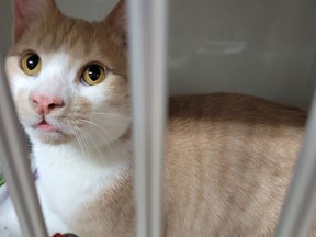 A cat at an animal shelter.