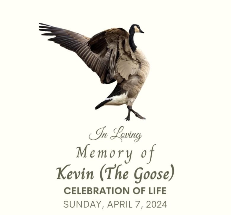 A poster to celebrate the life of Kevin the Goose.