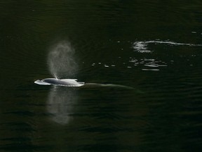 A Vancouver Aquarium expert who's been involved in attempts to rescue an orphaned orca says the calf may be feeding on fish in the B.C. lagoon where she's been trapped for more than three weeks. A rescue team stood down after an attempt to capture and relocate the calf was unsuccessful on Friday.