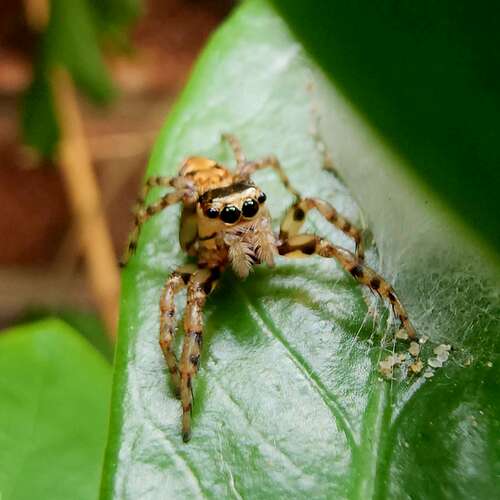 Macro photo of jumping spider on a leaf