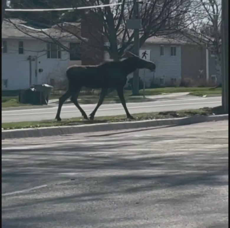 A moose is seen on a city street.