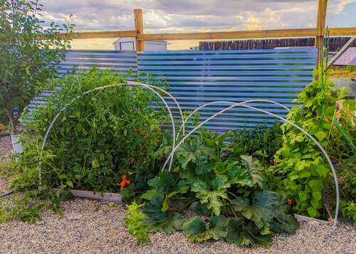 A vegetable garden.