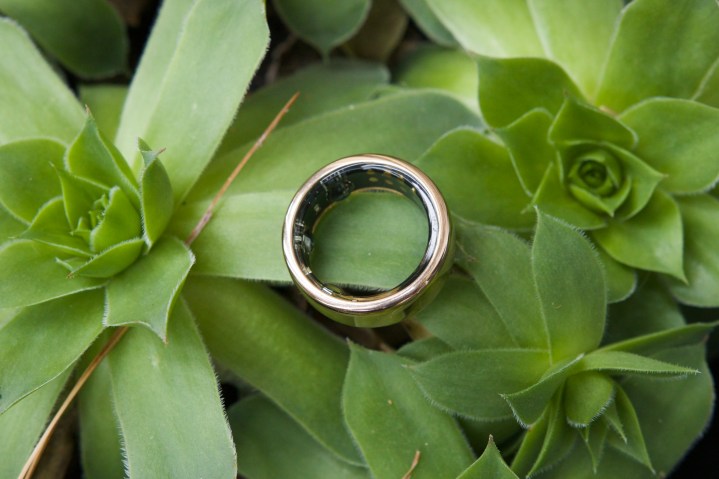 The Oura Ring Horizon resting on a green succulent plant.