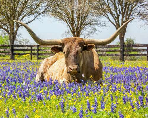 texas longhorn lying on purple flower field