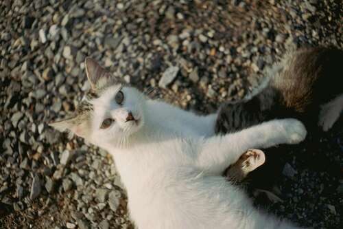 white cat lying on a rocky beach