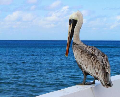 brown and white pelican on white concrete surface facing ocean