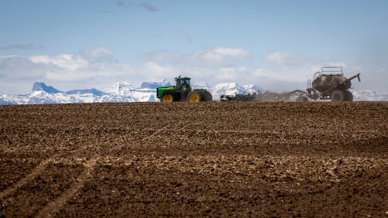 A wheat crop is shown in front of a backdrop of mountains and a blue sky.