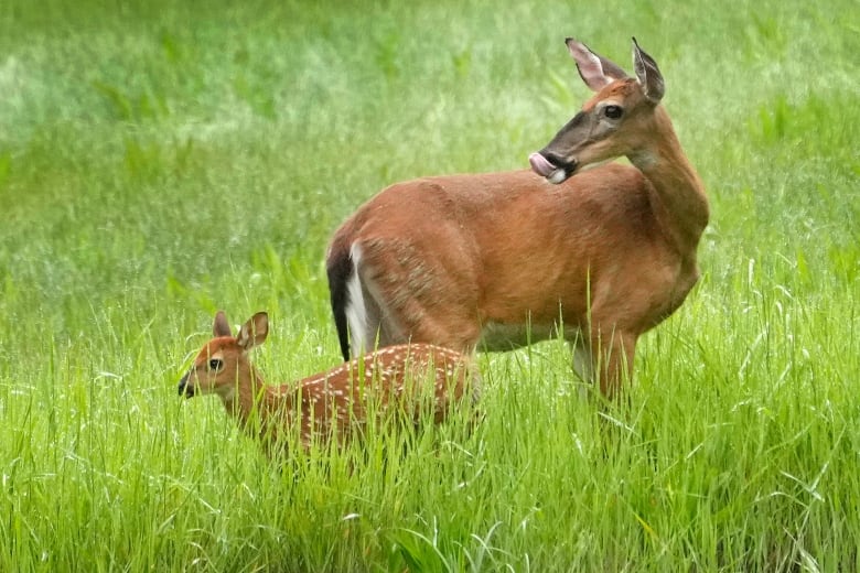 A whitetail doe and her fawn keep an eye out from a field.