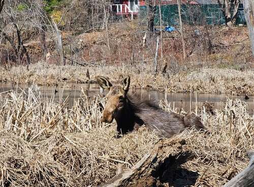 A moose lies in the grass near a pond, basking in the sun.