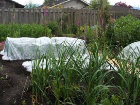 Covering plantings with insect netting or floating row covers is the only sure way to maintain clean leaves.